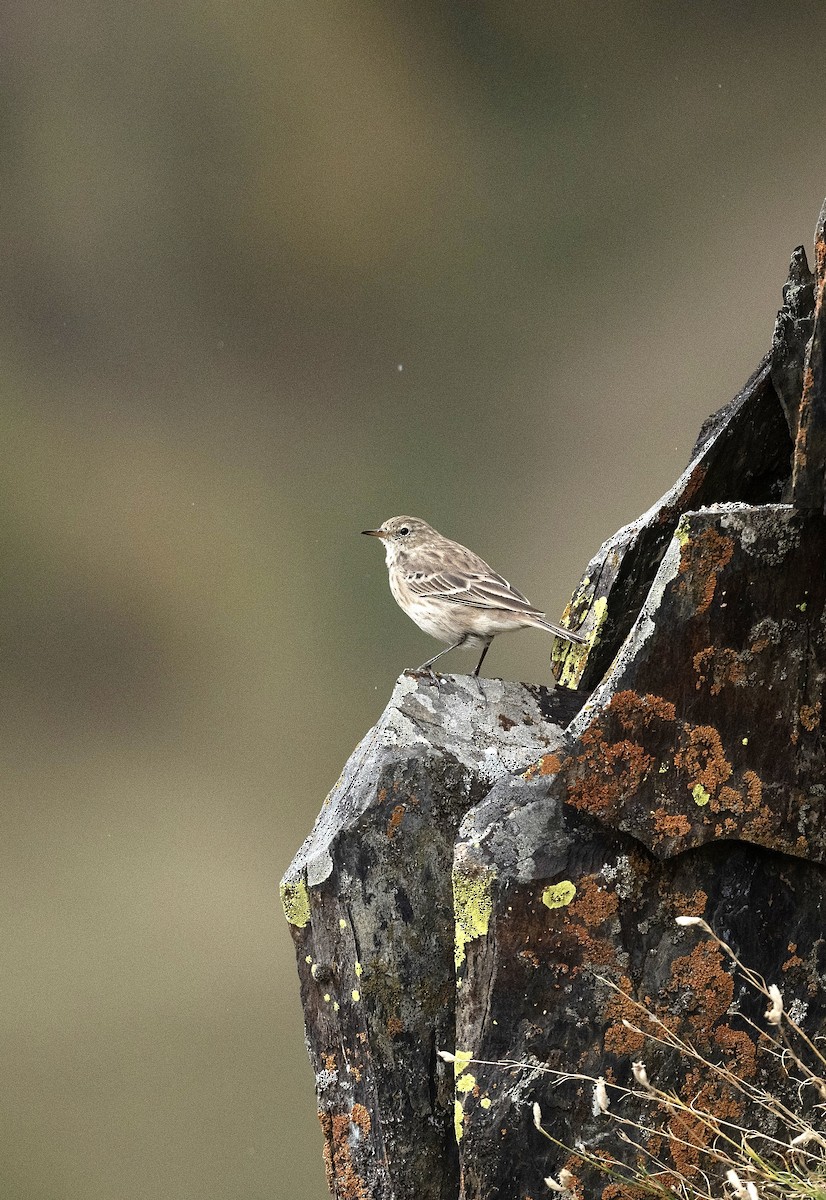 Water Pipit - ML618545023