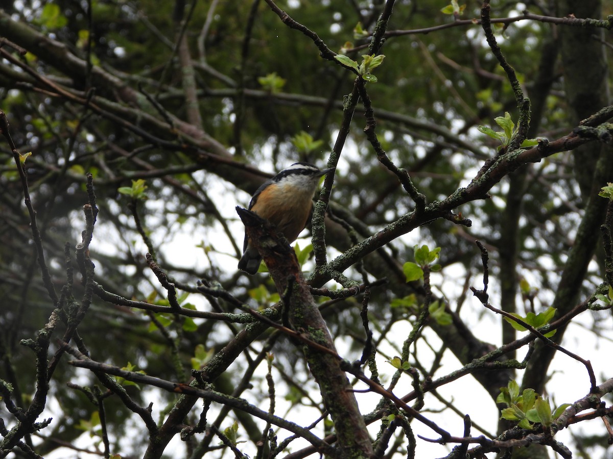 Red-breasted Nuthatch - ML618545030