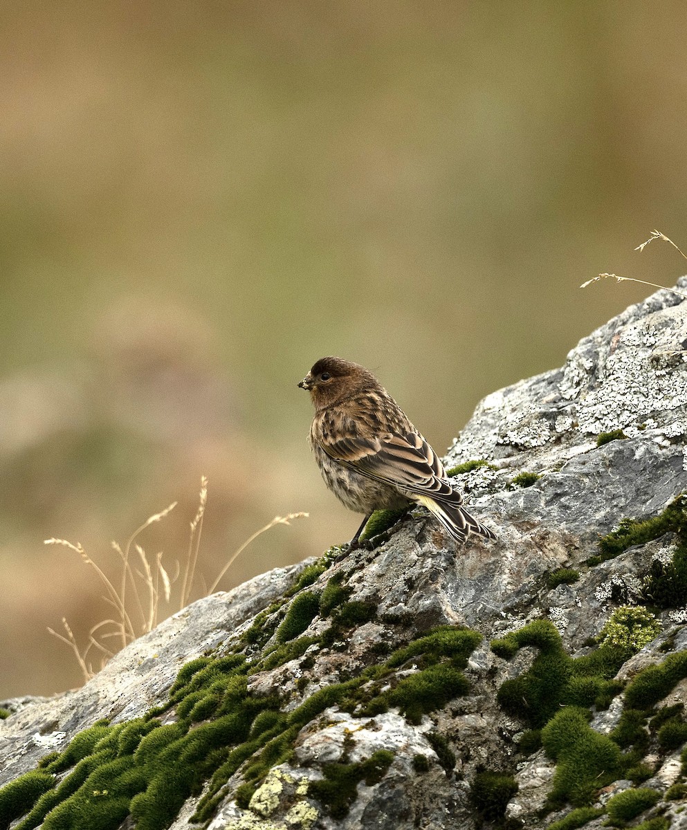 Fire-fronted Serin - ML618545084