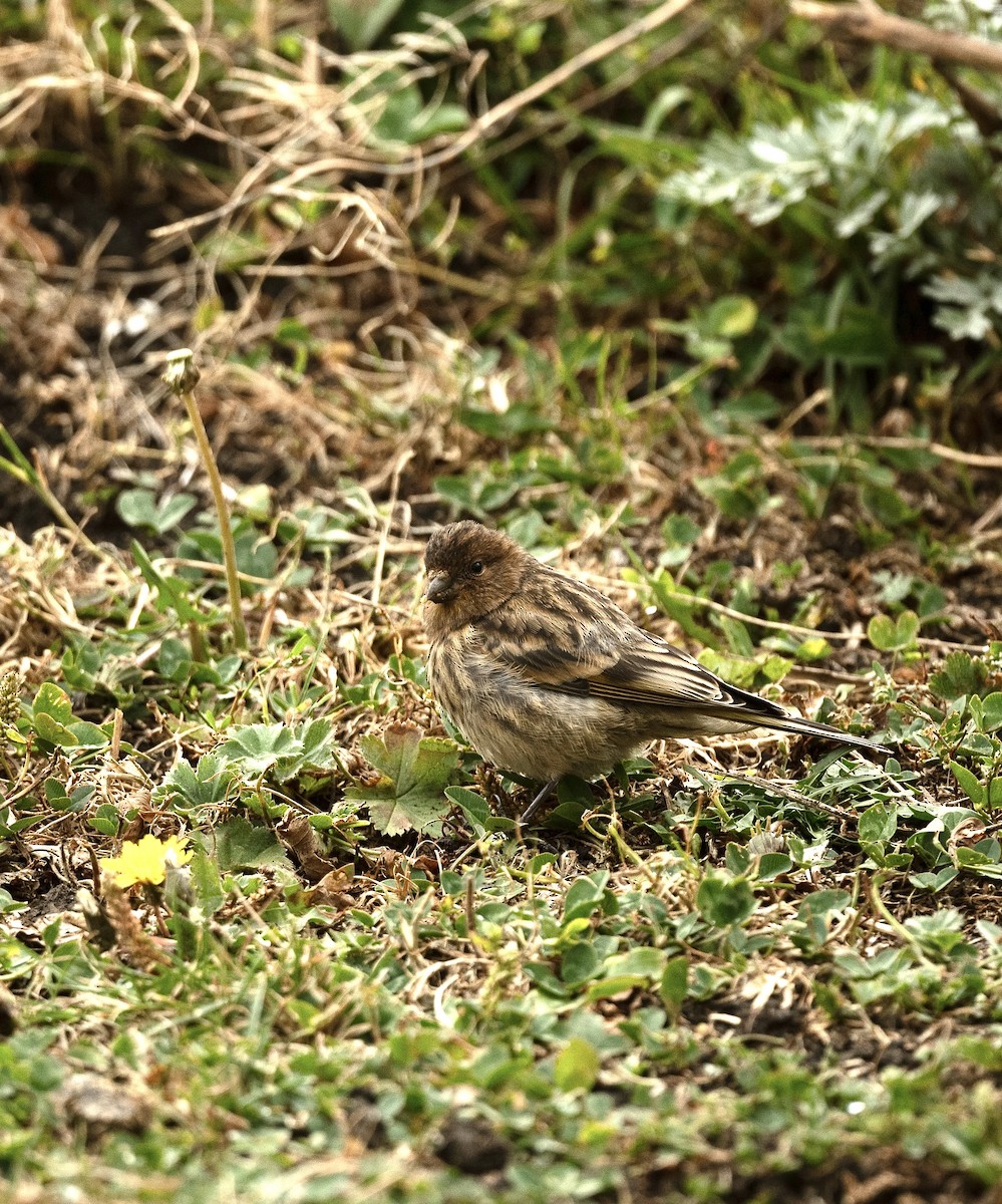 Fire-fronted Serin - ML618545085