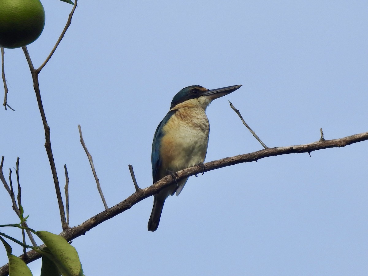 Melanesian Kingfisher - ML618545094