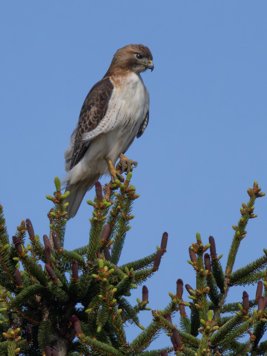 Red-tailed Hawk - ML618545107