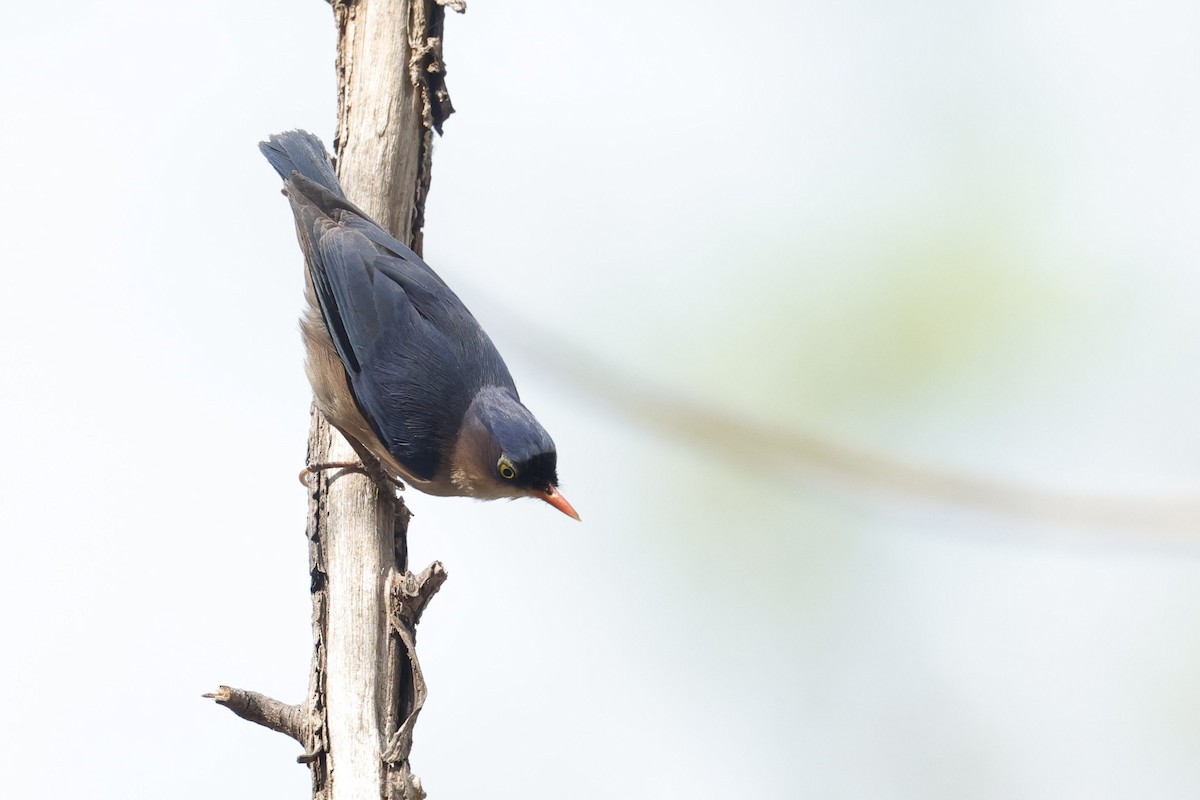 Velvet-fronted Nuthatch - ML618545130