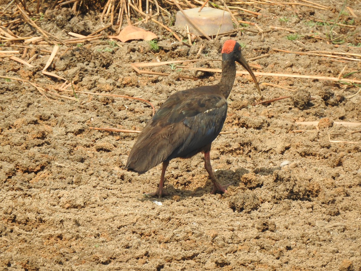 ibis bradavičnatý - ML618545180