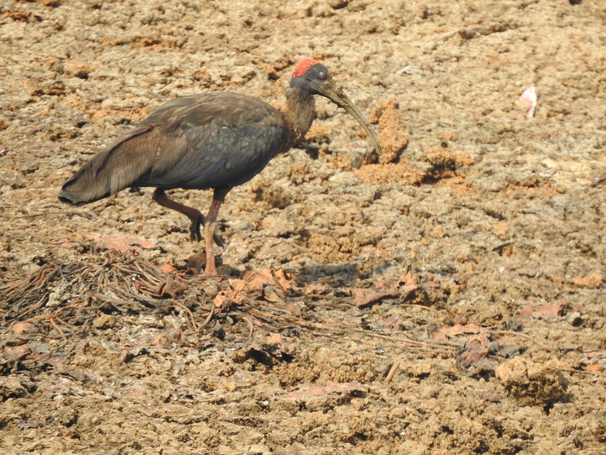 ibis bradavičnatý - ML618545185