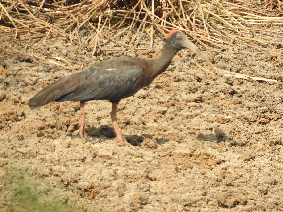 ibis bradavičnatý - ML618545186