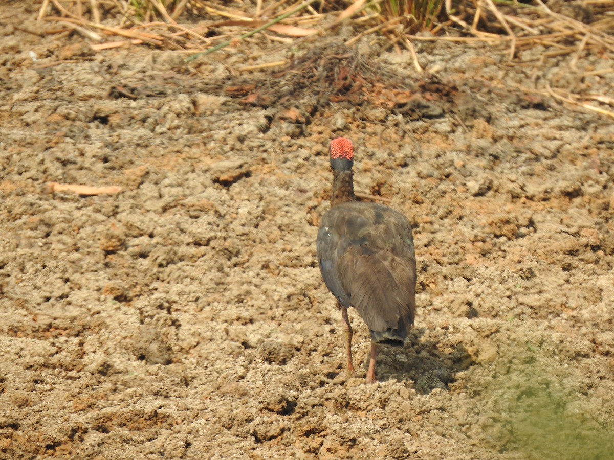 ibis bradavičnatý - ML618545187