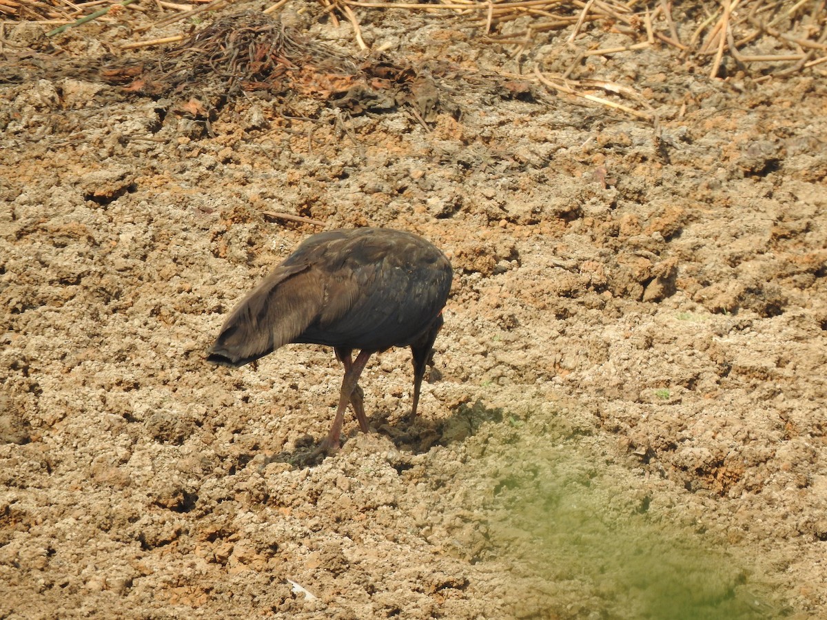 ibis bradavičnatý - ML618545189