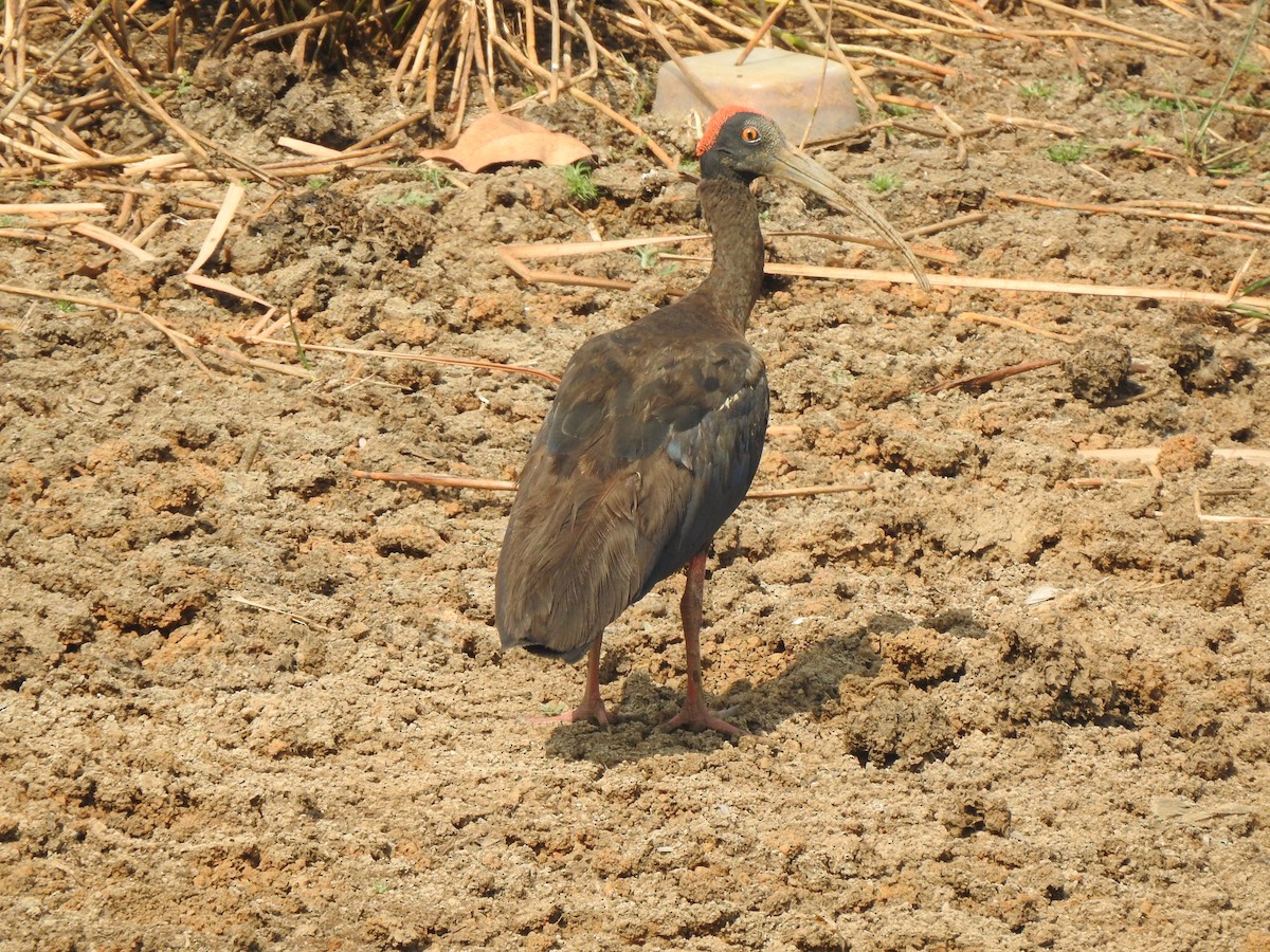 ibis bradavičnatý - ML618545191