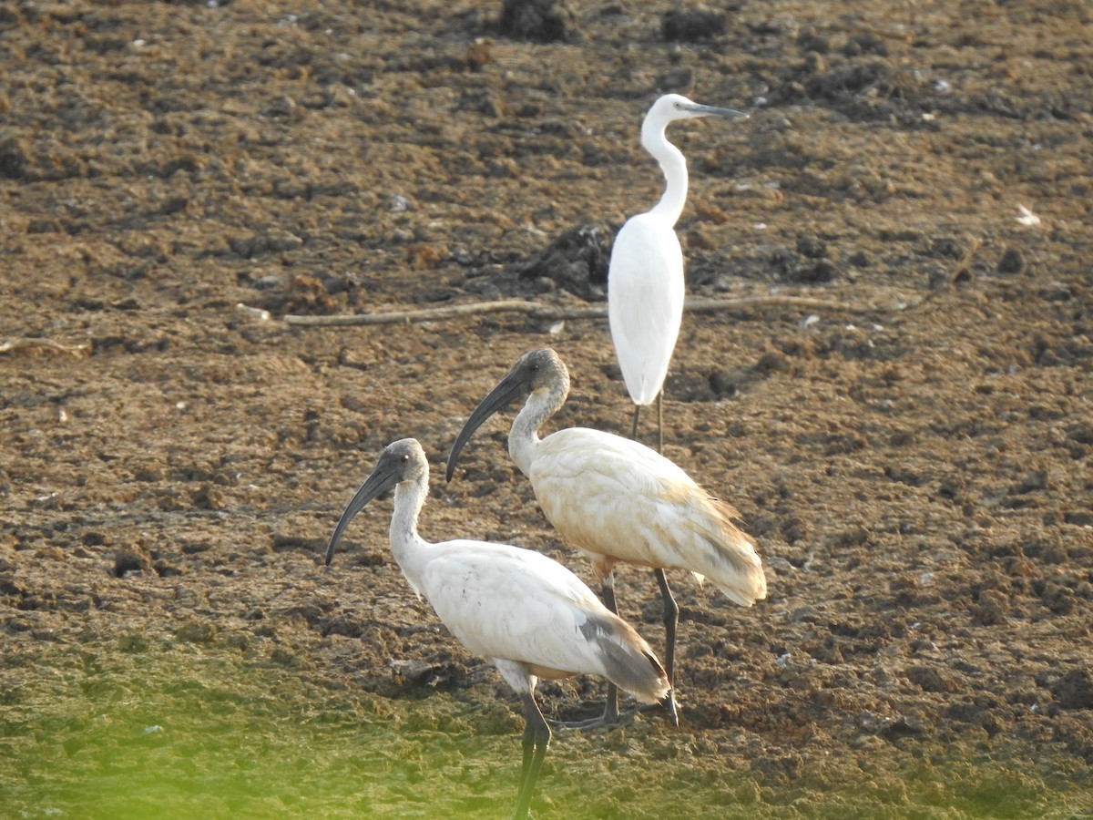 ibis černohlavý - ML618545200