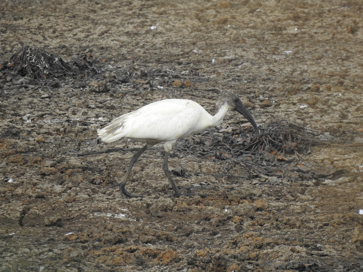ibis černohlavý - ML618545208