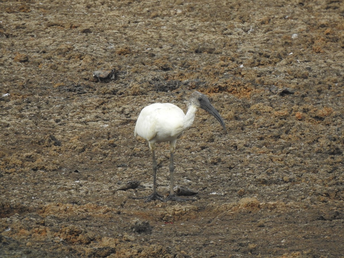 ibis černohlavý - ML618545210