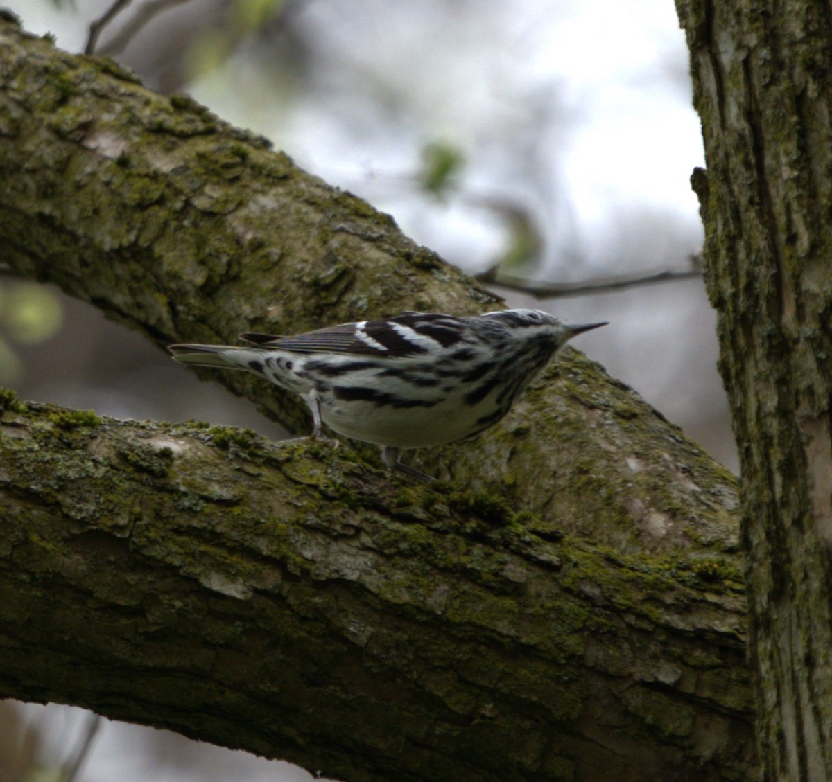 Black-and-white Warbler - ML618545231