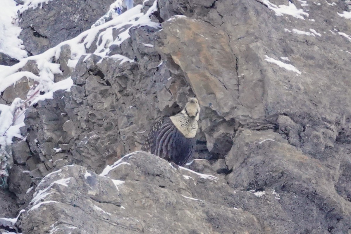 Himalayan Snowcock - ML618545245