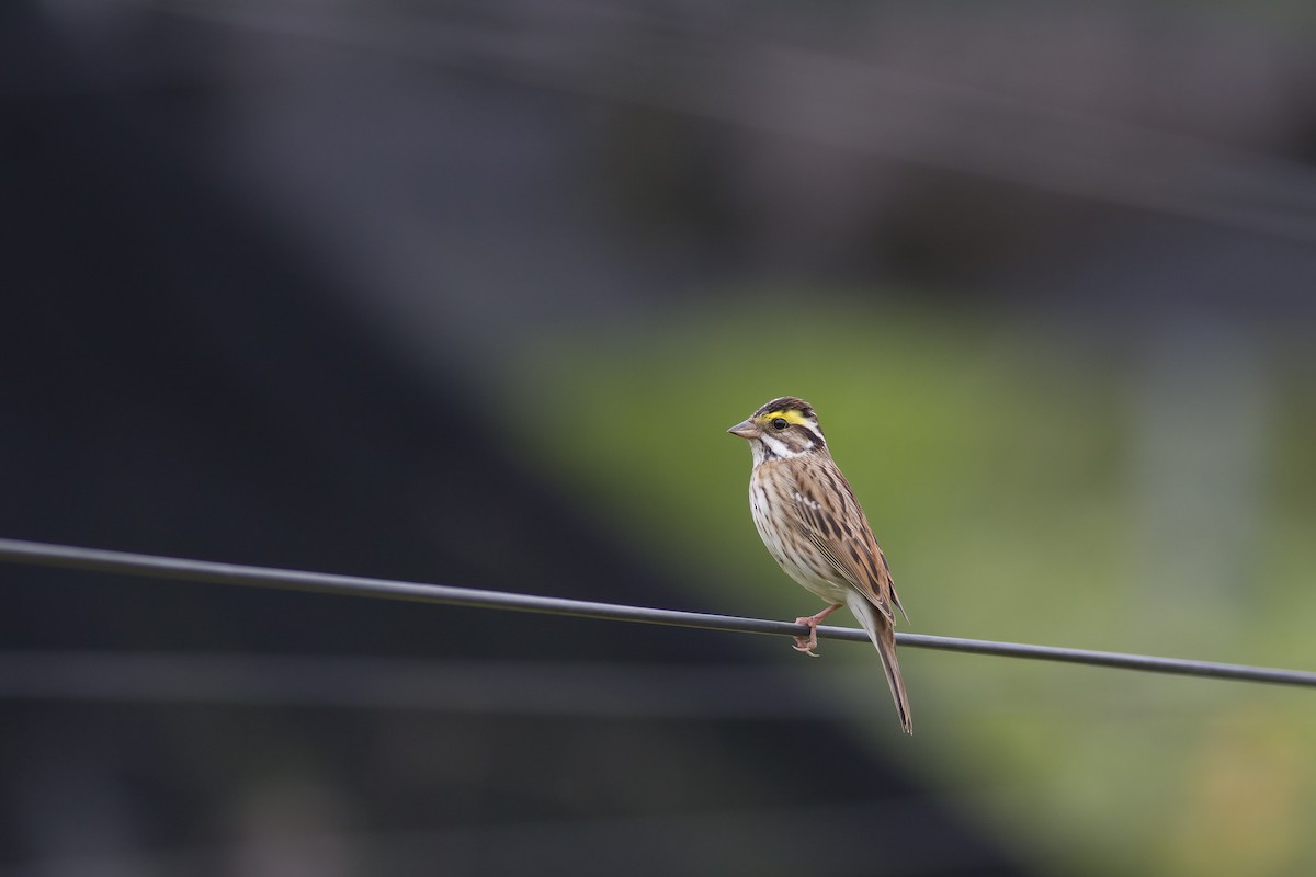 Yellow-browed Bunting - ML618545293