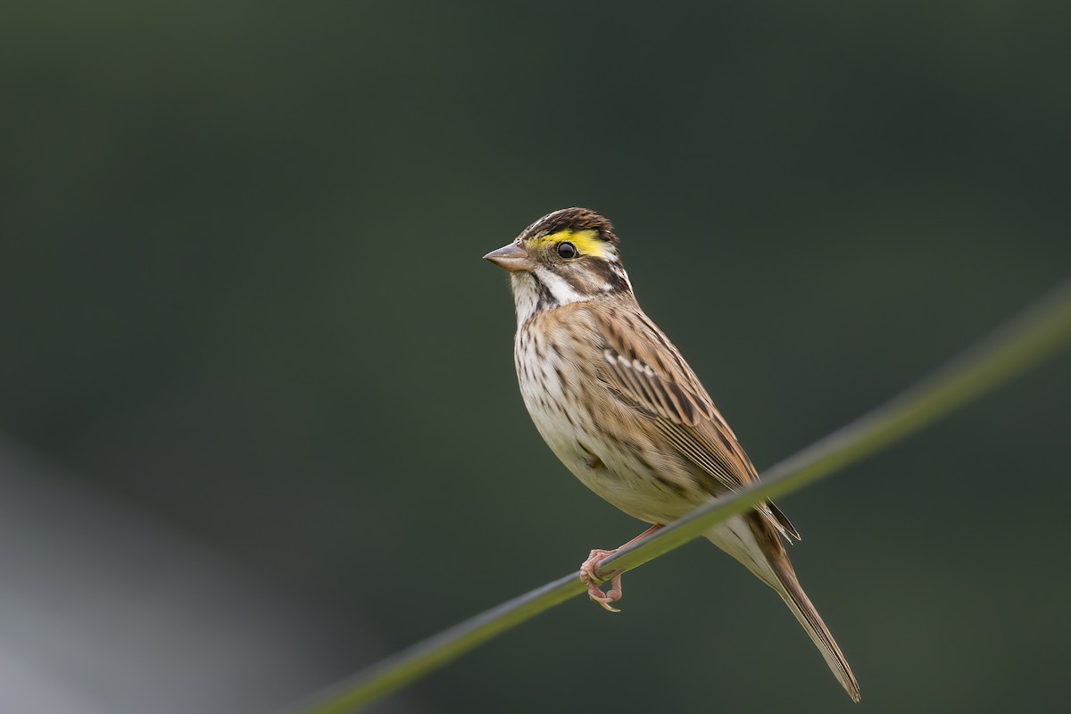 Yellow-browed Bunting - ML618545296