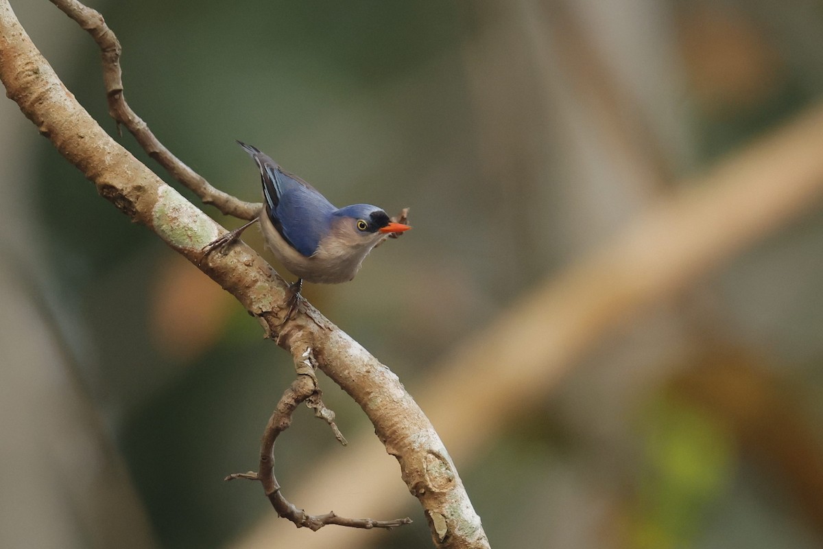 Velvet-fronted Nuthatch - ML618545298
