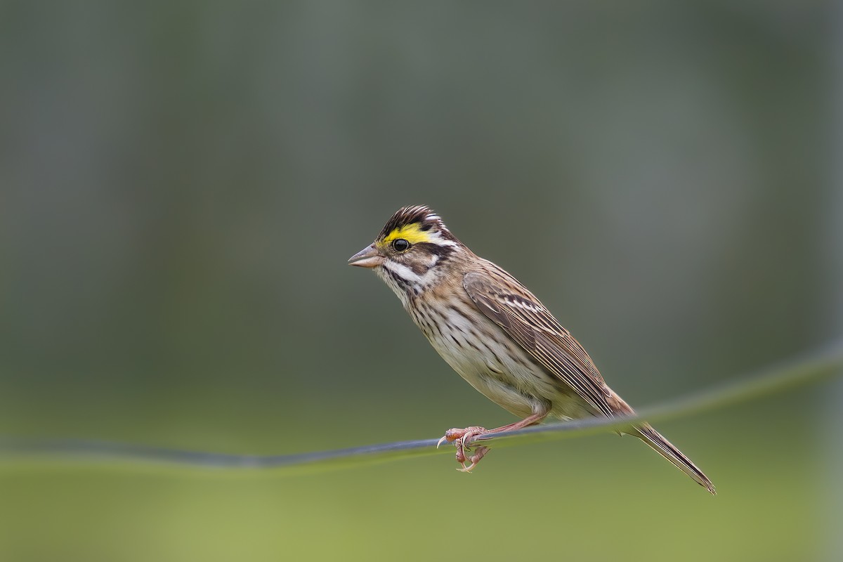 Yellow-browed Bunting - ML618545302