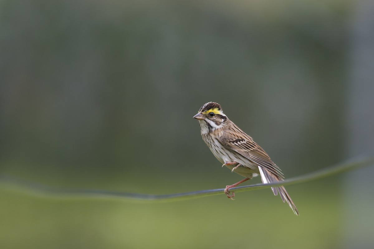 Yellow-browed Bunting - ML618545306