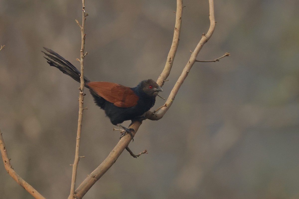 Greater Coucal - ML618545310