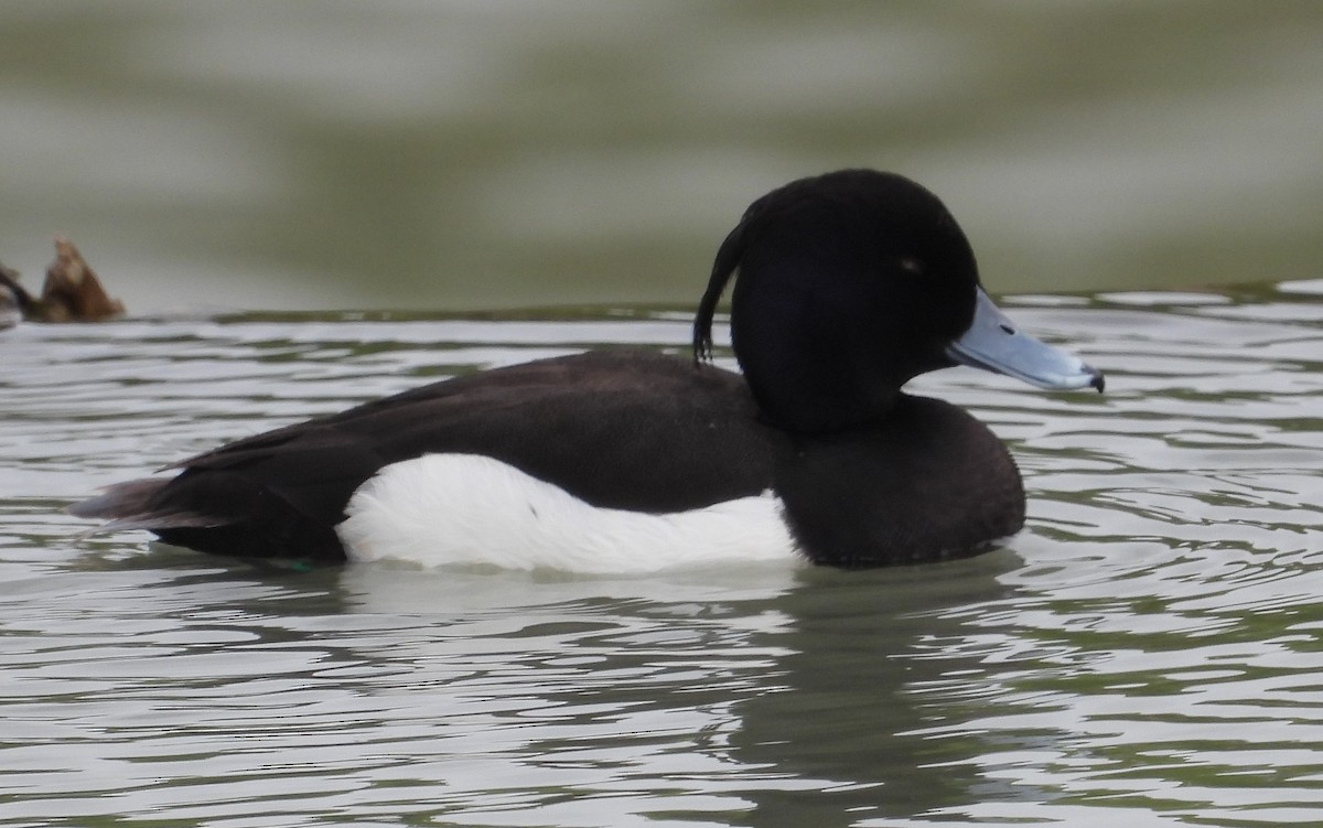 Tufted Duck - ML618545312