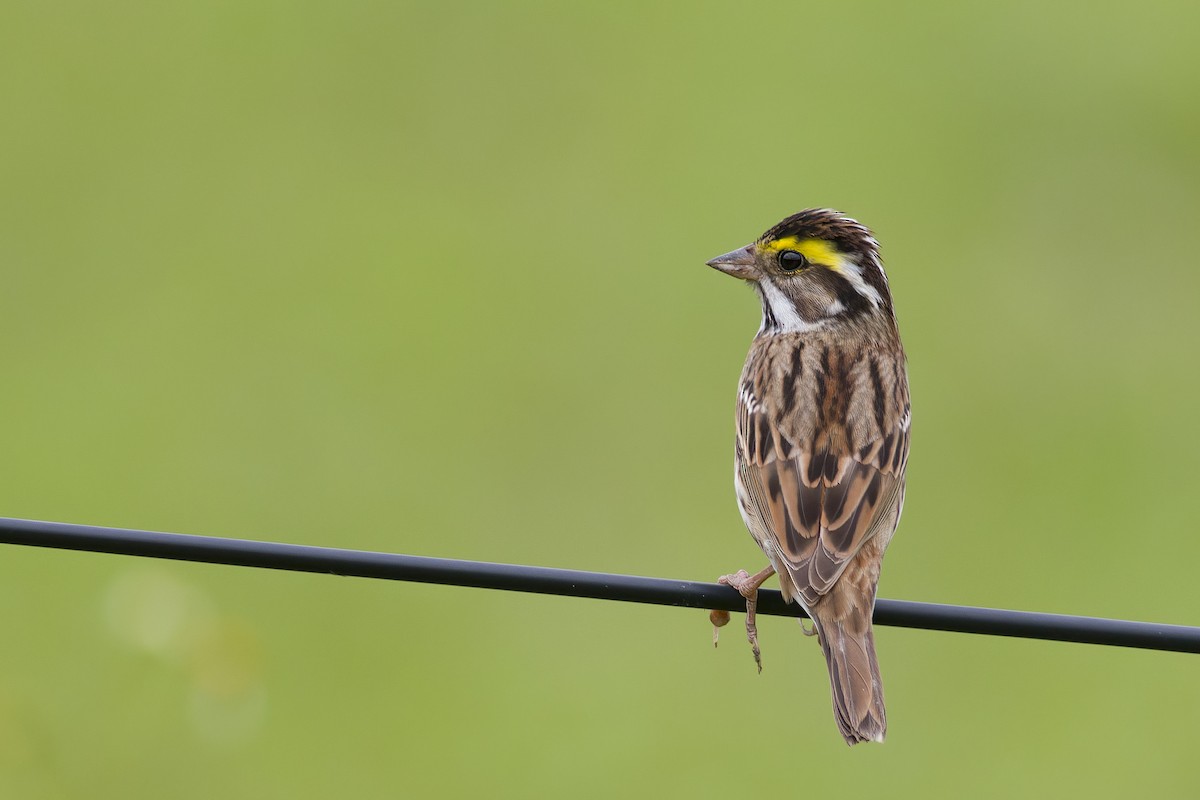 Yellow-browed Bunting - ML618545315
