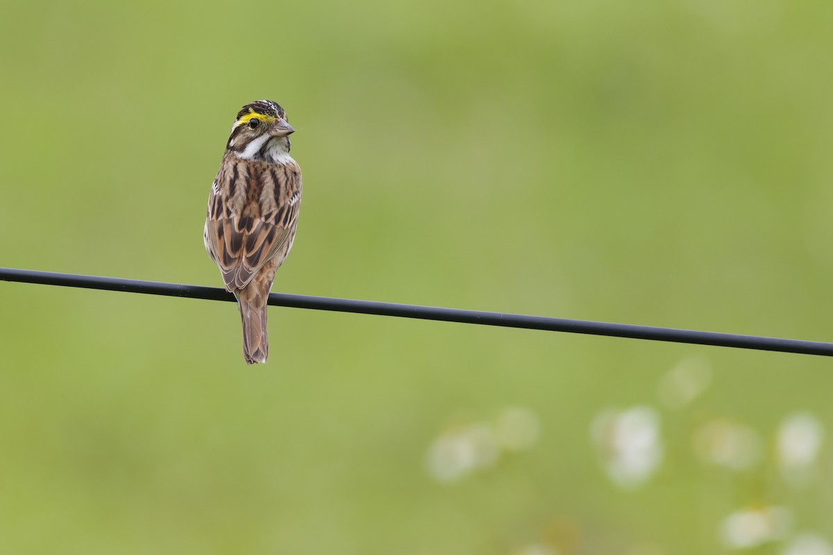 Yellow-browed Bunting - ML618545318