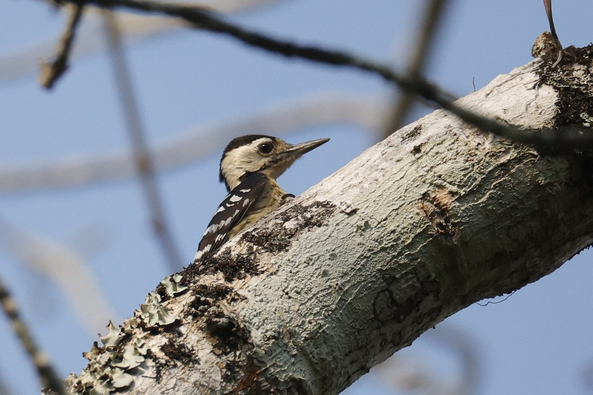 Fulvous-breasted Woodpecker - ML618545339