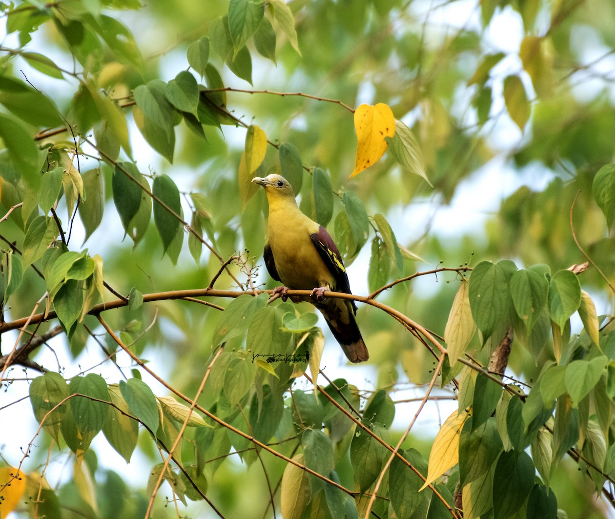 Yellow-footed Green-Pigeon - ML618545394