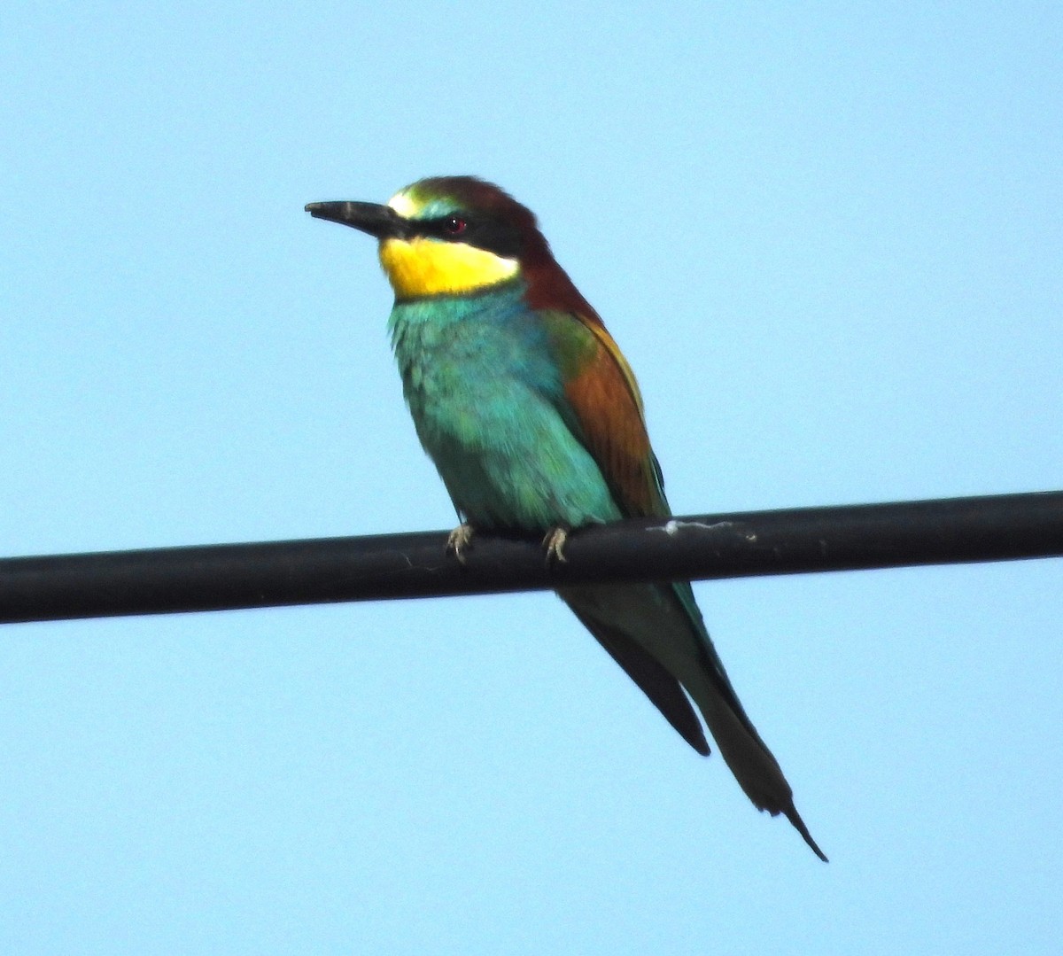 European Bee-eater - ML618545398