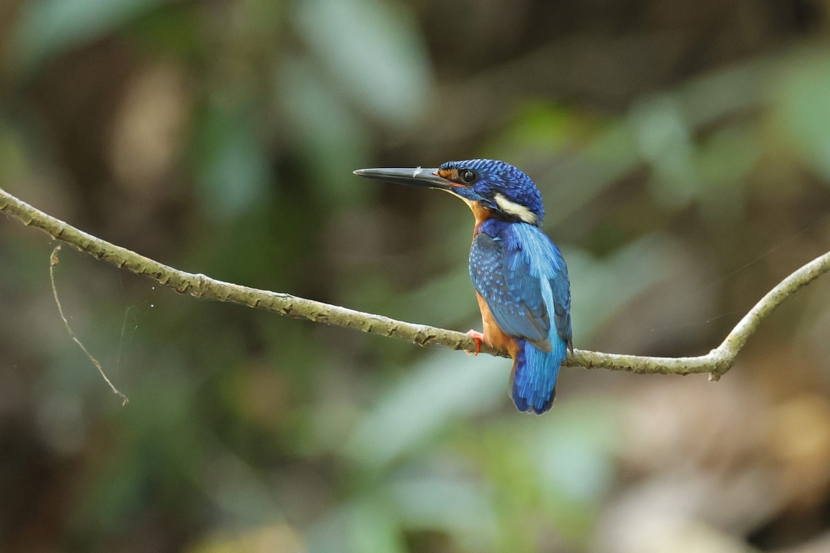Blue-eared Kingfisher - ML618545404