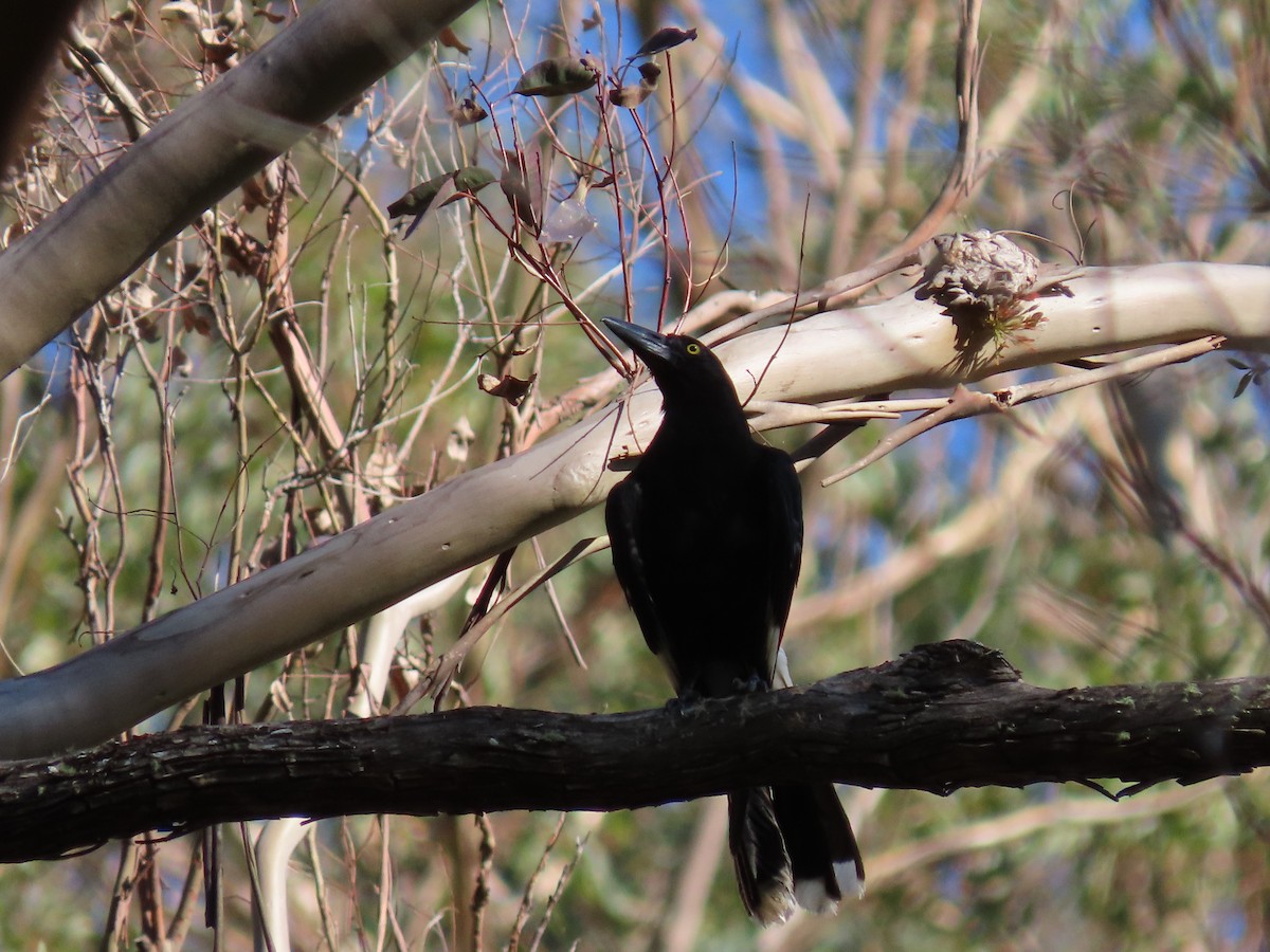 Pied Currawong - ML618545487