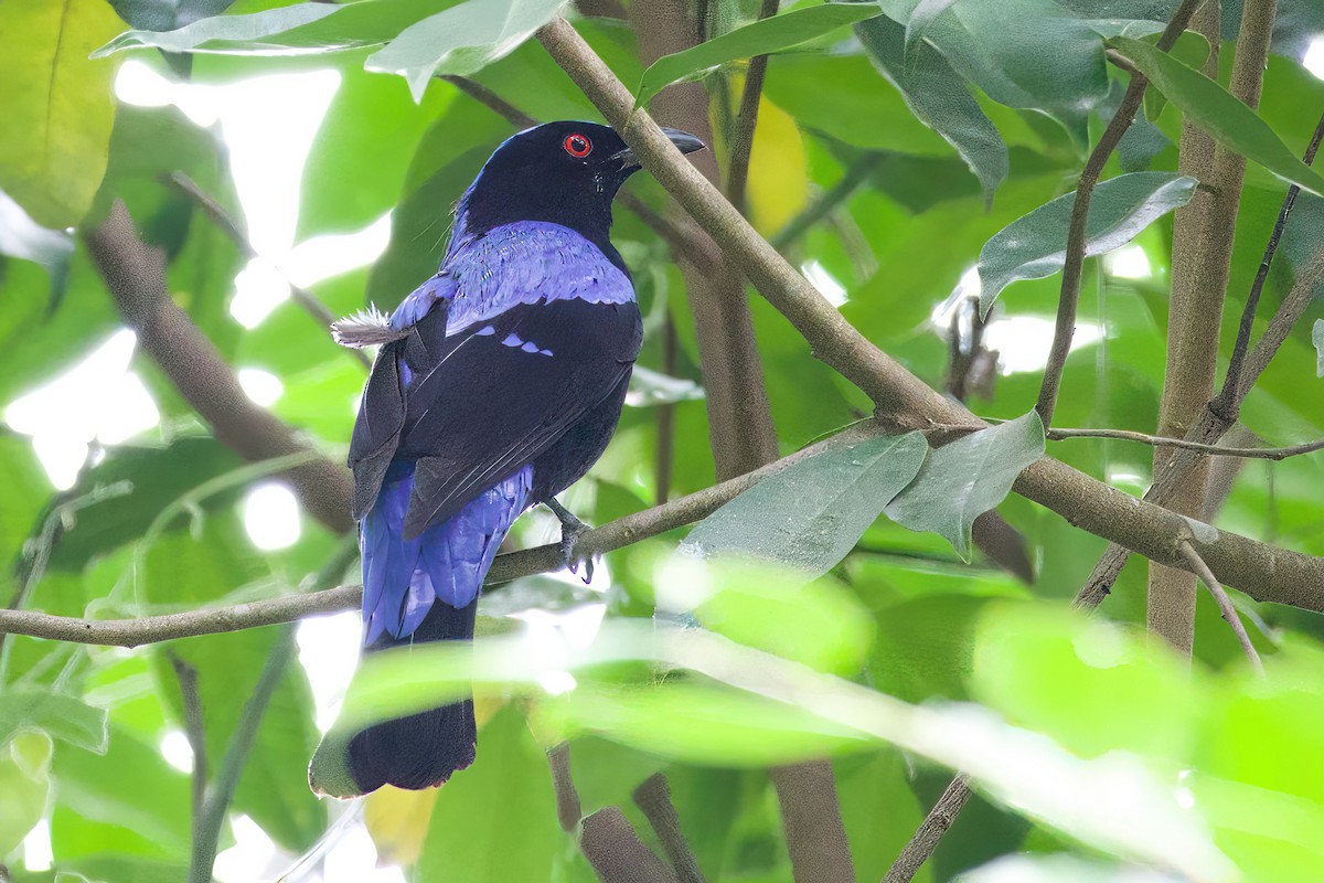 Asian Fairy-bluebird - ML618545531