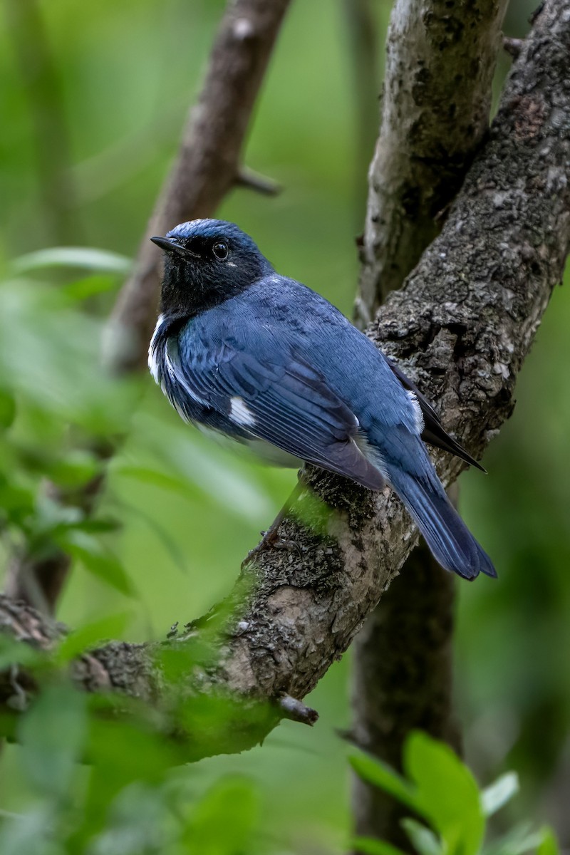 Black-throated Blue Warbler - ML618545538