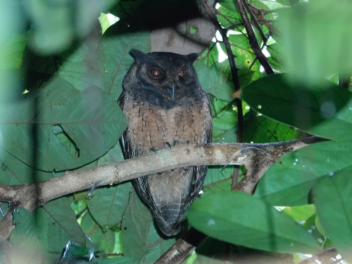 Tawny-bellied Screech-Owl - ML618545552