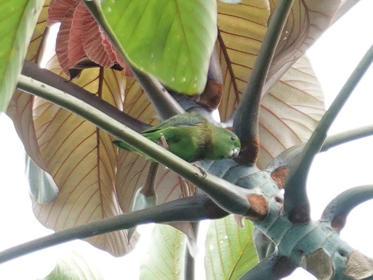 papoušíček tmavozobý (ssp. sclateri) - ML618545565