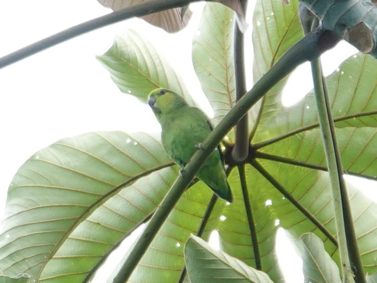 papoušíček tmavozobý (ssp. sclateri) - ML618545574