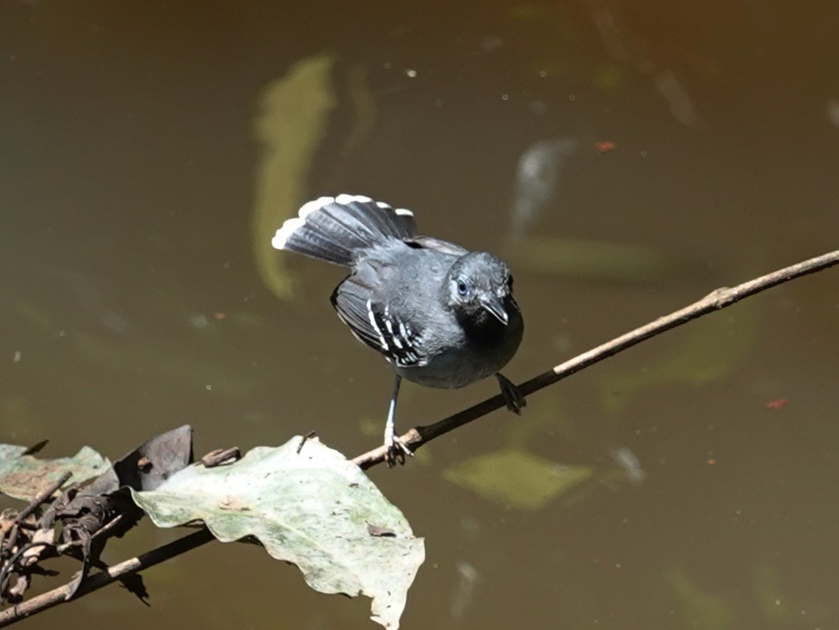 Band-tailed Antbird - ML618545592