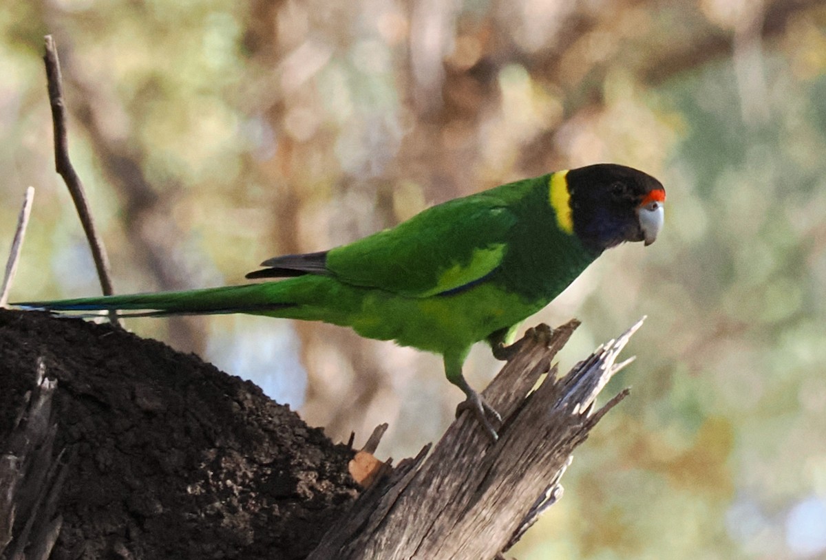 Sarı Yakalı Papağan (semitorquatus) - ML618545614