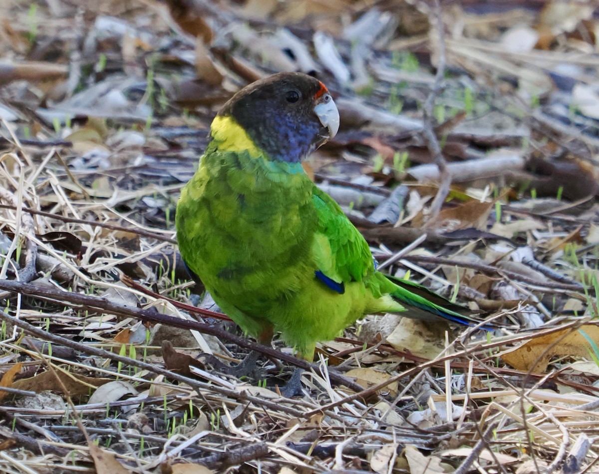 Sarı Yakalı Papağan (semitorquatus) - ML618545616