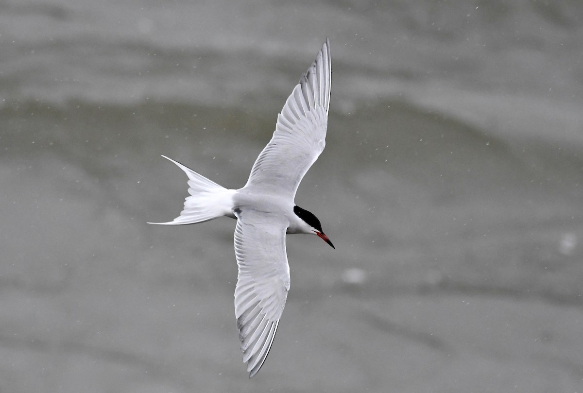 Common Tern - Peter Paul