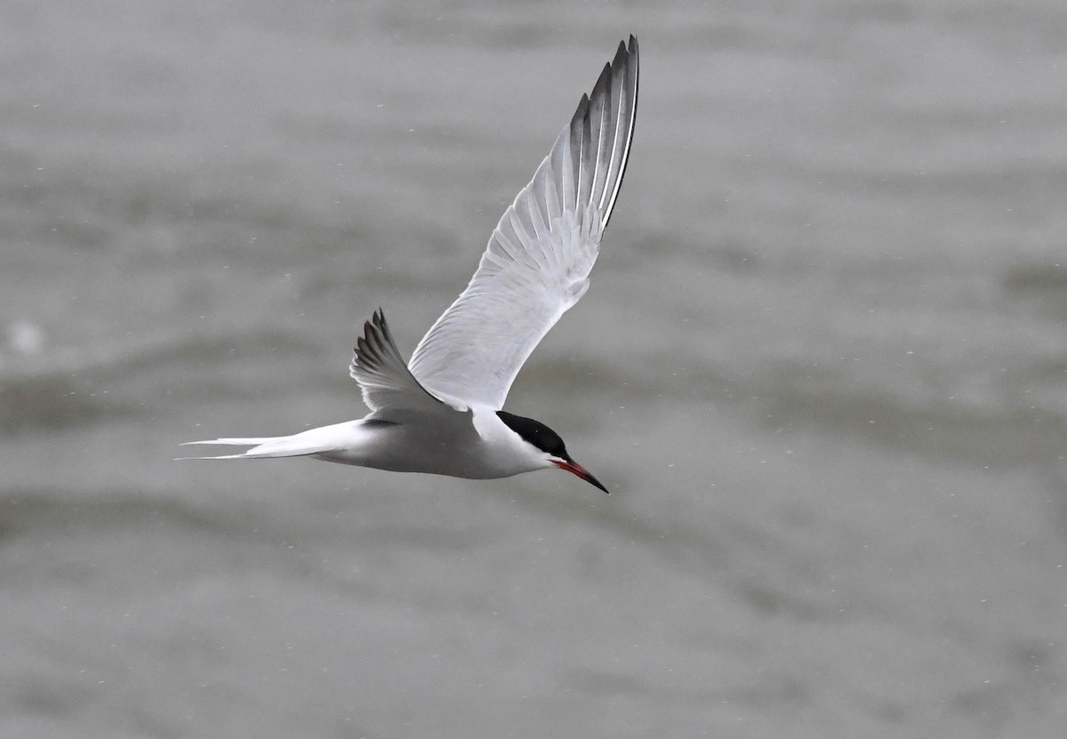 Common Tern - Peter Paul