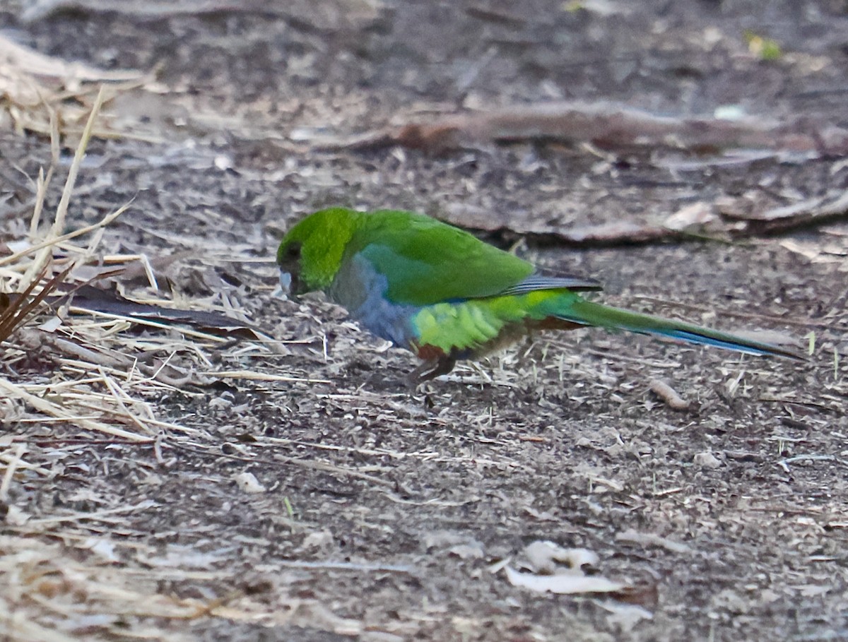 Red-capped Parrot - ML618545627
