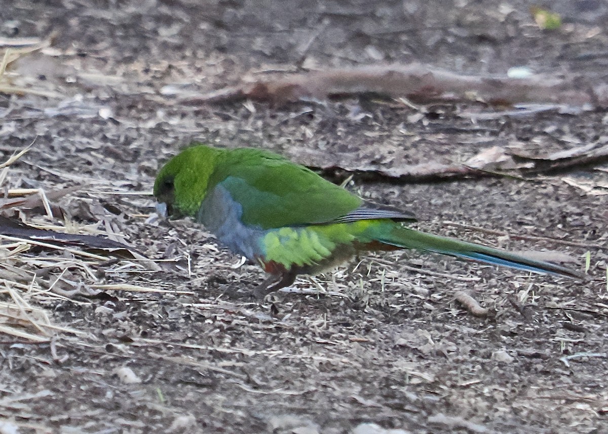 Red-capped Parrot - ML618545628