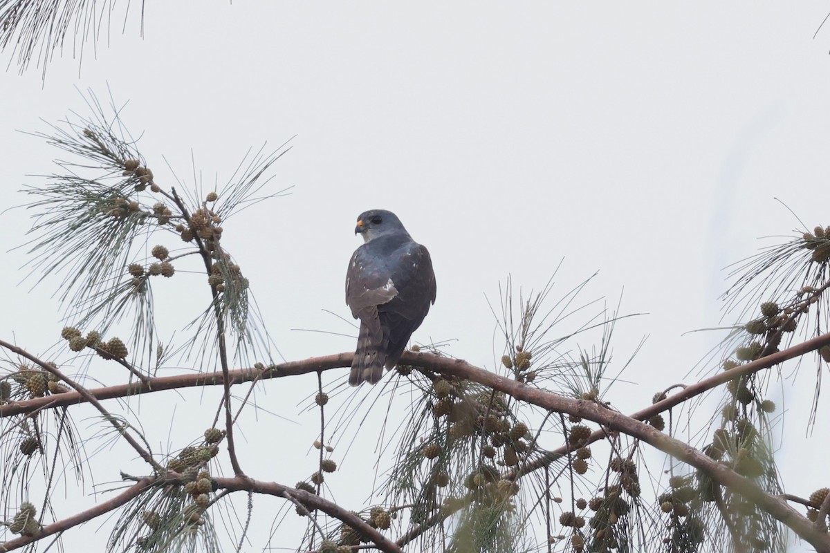 Chinese Sparrowhawk - ML618545629