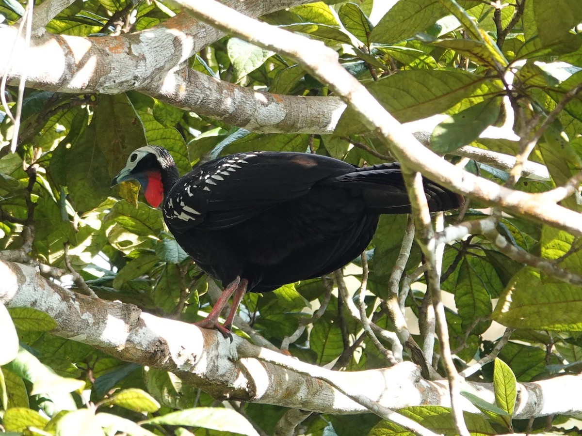 Red-throated Piping-Guan - ML618545638