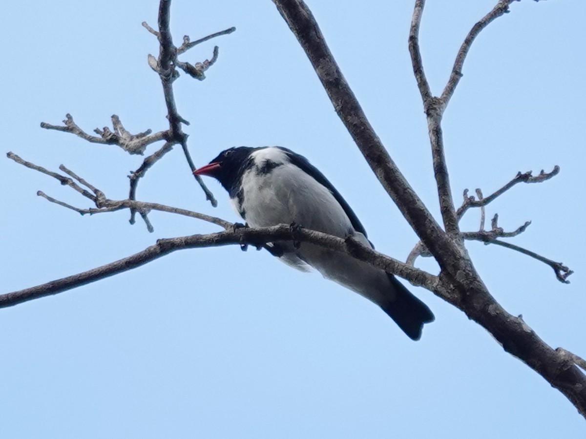 Red-billed Pied Tanager - ML618545651