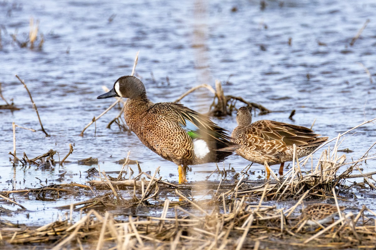 Blue-winged Teal - ML618545657