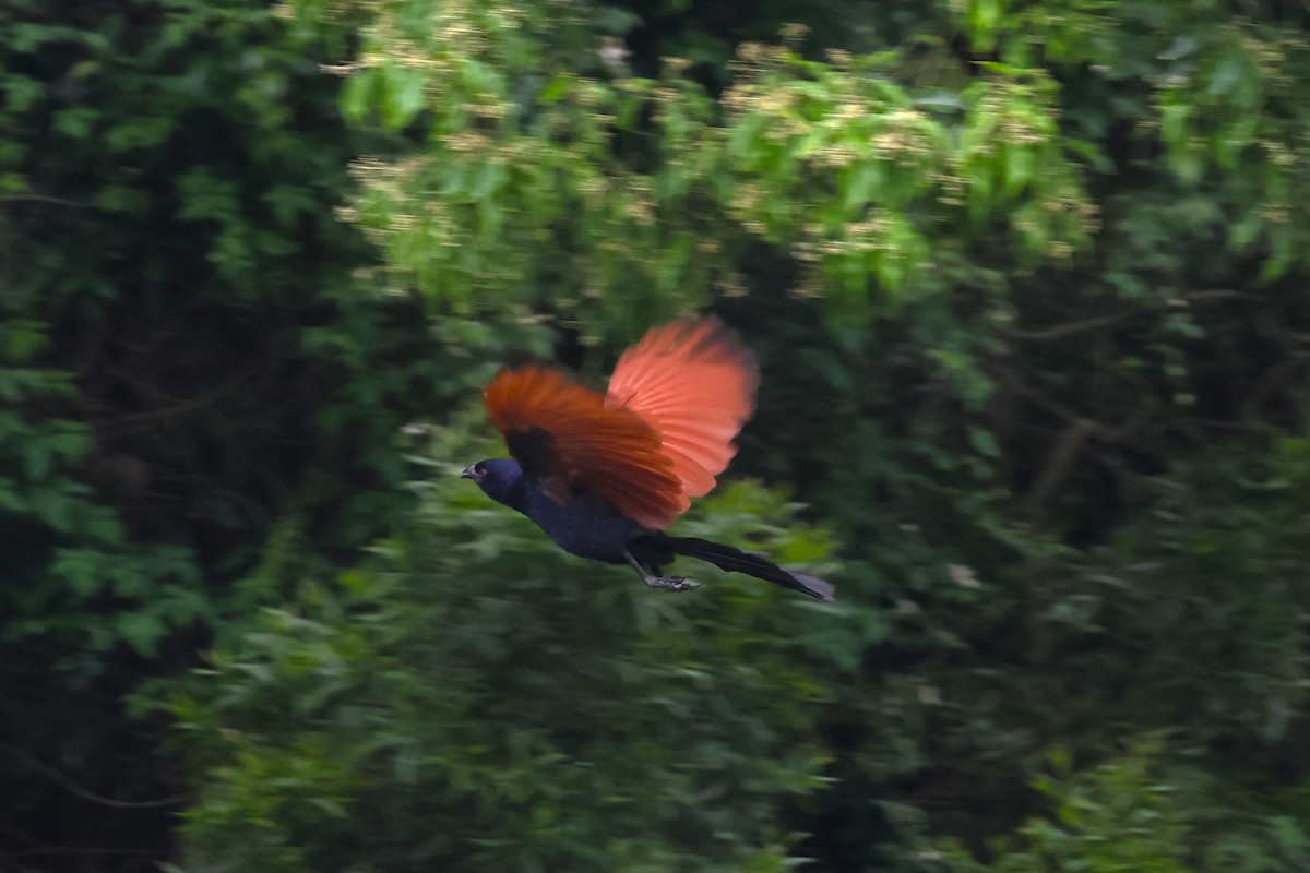 Greater Coucal - ML618545661