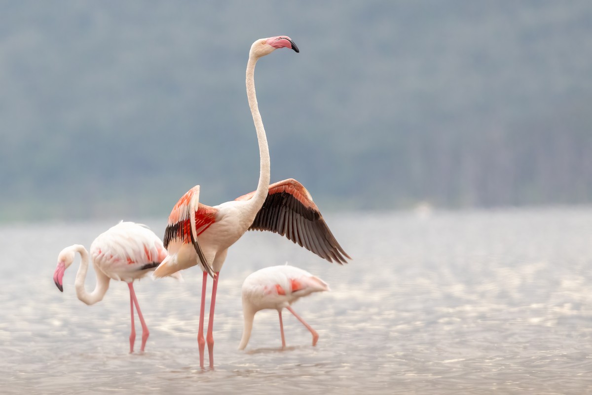 Greater Flamingo - ML618545670